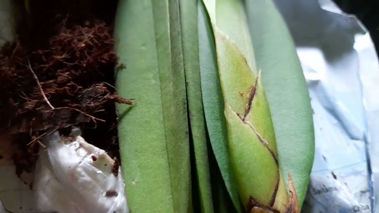 Oncidium Rasa Cattleya _ Oncidium Lanceanum - Trichocentrum Lanceanum 