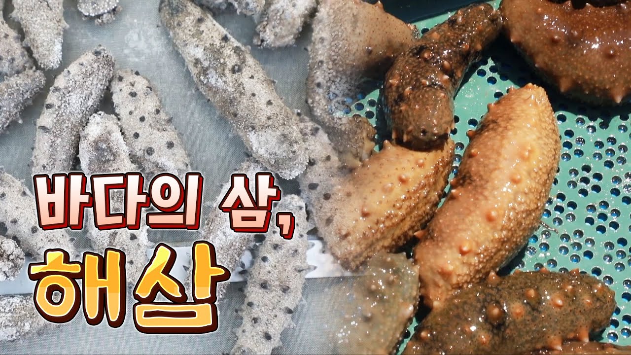 바다의 삼이라 불리는 해삼, 한번 맛보면 잊을 수 없는 해삼 내장까지 - YouTube