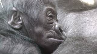 Gorilla Duni and Her Newborn Girl Mobi Relaxing