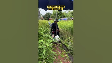 Thu nhập của cây bồ kết #câygiốngbồkết