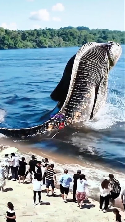 merekam ular berkepala ikan di danau