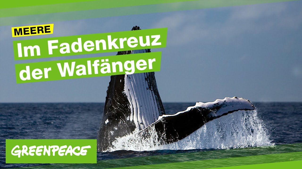 Im Fadenkreuz Der Walfanger 2 Youtube