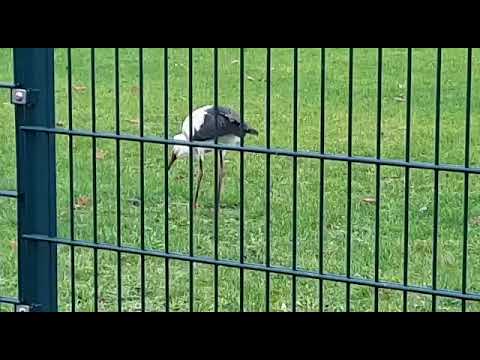 Am 17.12.2021 Ein Storch in Satow