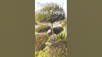 How to Make a Multiple Topiary Ball of Pine Tree || #short