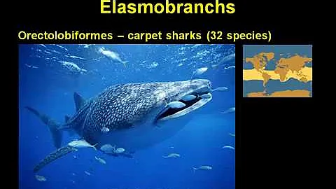 Who Are the Freshwater Sharks and Rays of the Scol...
