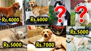 Rs.4000 / only | सब कुछ इतना सस्ता | Labrador | Golden retriever | Siberian husky | shih tzu