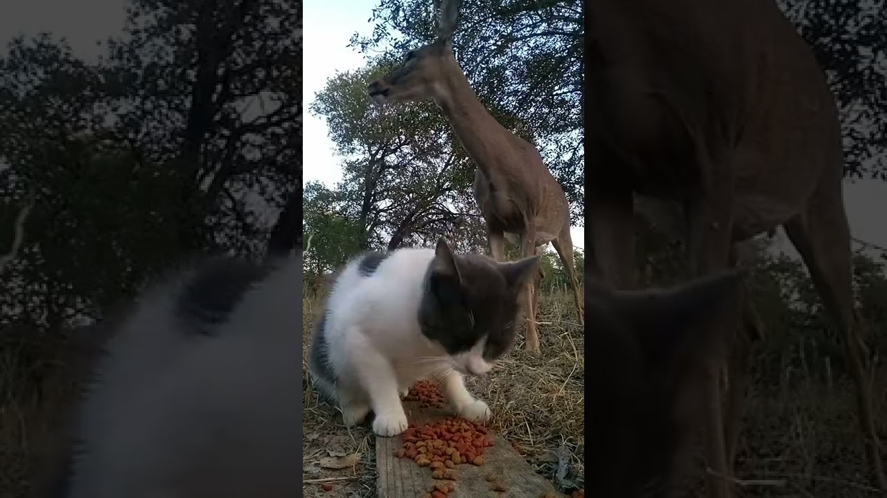 Cat defends his food from deer but eventually has to bail. See full