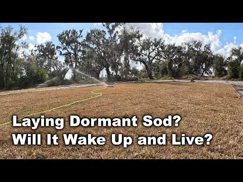 Ok To Plant Dormant Sod? Will Dormant Sod Planted In Winter Survive?