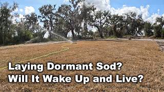Ok To Plant Dormant Sod? Will Dormant Sod Planted In Winter Survive?