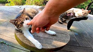 公園の猫専用ベンチ