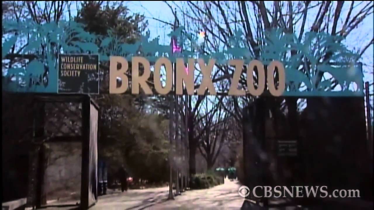 April Fools: Snakes on the brain