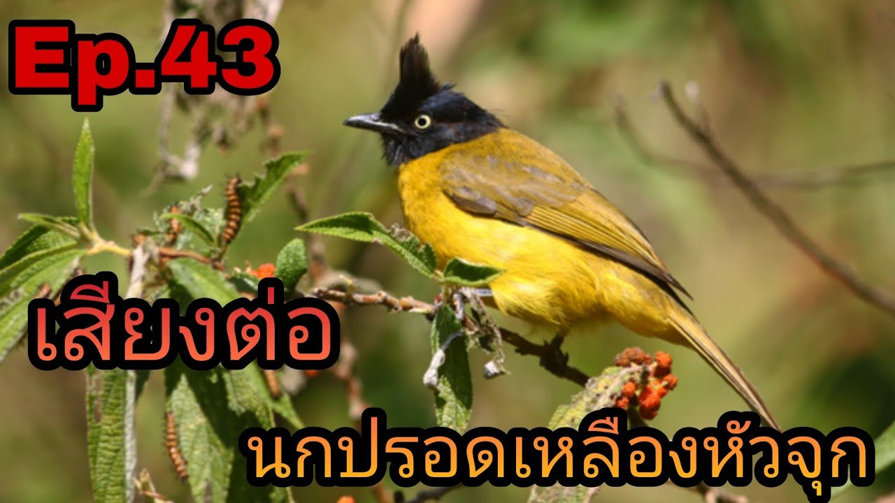 เสียงต่อนกปรอดเหลืองหัวจุก Ep.43 ใช่ต่อนกป่าดุ