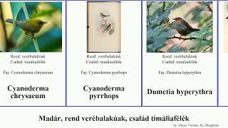 Madár, Rend Verébalakúak, Család Timáliafélék Bird Cyanoderma Macronus Bozóttimália Barnafejű 19Th