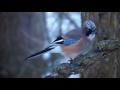カケス(2)鳴く(胎内市) - Eurasian jay - Wild Bird - 野鳥 動画図鑑