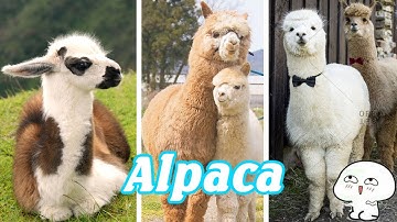 TikTok Động Vật Dễ Thương Nhất Thế Giới ❤️ Ký Sự Nuôi Lạc Đà Alpaca - Cười Sặc Màn Phun Nước Bọt #2