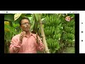 To listen about the tissue culture banana seedlings