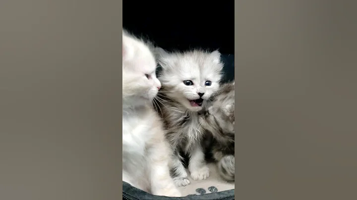 Watch the video about Maine Coon Theater behind the scenes #funnykittens #kittens #mainecoon