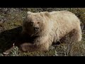 WILDERNESS: The Scenic Nature of ALASKA | 4K ULTRA HD