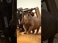 Rhino Mom Flips Jeep Protecting Calf
