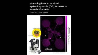 Wounding-induced local and systemic cytosolic [Ca2+] increases in Arabidopsis rosette #Shorts
