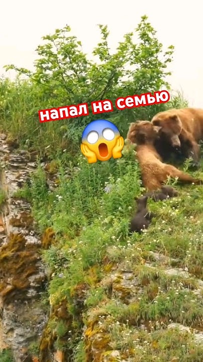 Медведь напал на семью #животные #медведь #shorts - YouTube