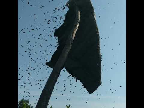 рой пчёл 🐝🌿 - YouTube