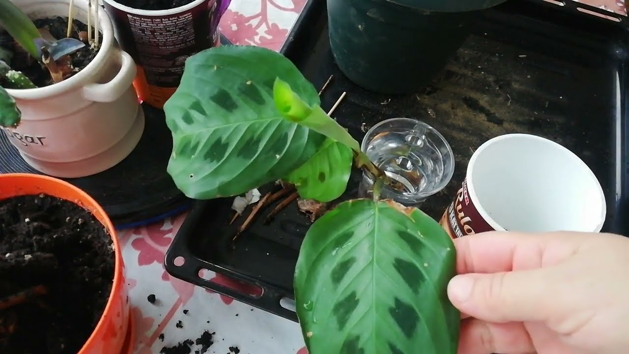 Dua Eden Çiçek Dua Çiçeği Bakımı ve Çoğaltma