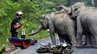 Extreme Shock! Wild Animals Attack Visitors Madly For Encroaching On Their Habitat - Elephant, Bison