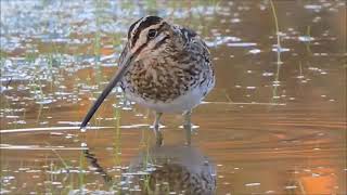 Download Lagu huni ng ibong pakubo para lumapit 💯💤 MP3