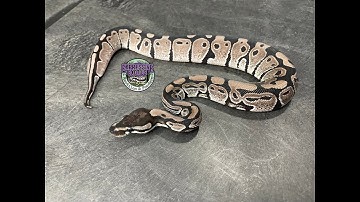 VPI Axanthic 100% het Piebald Ball Python
