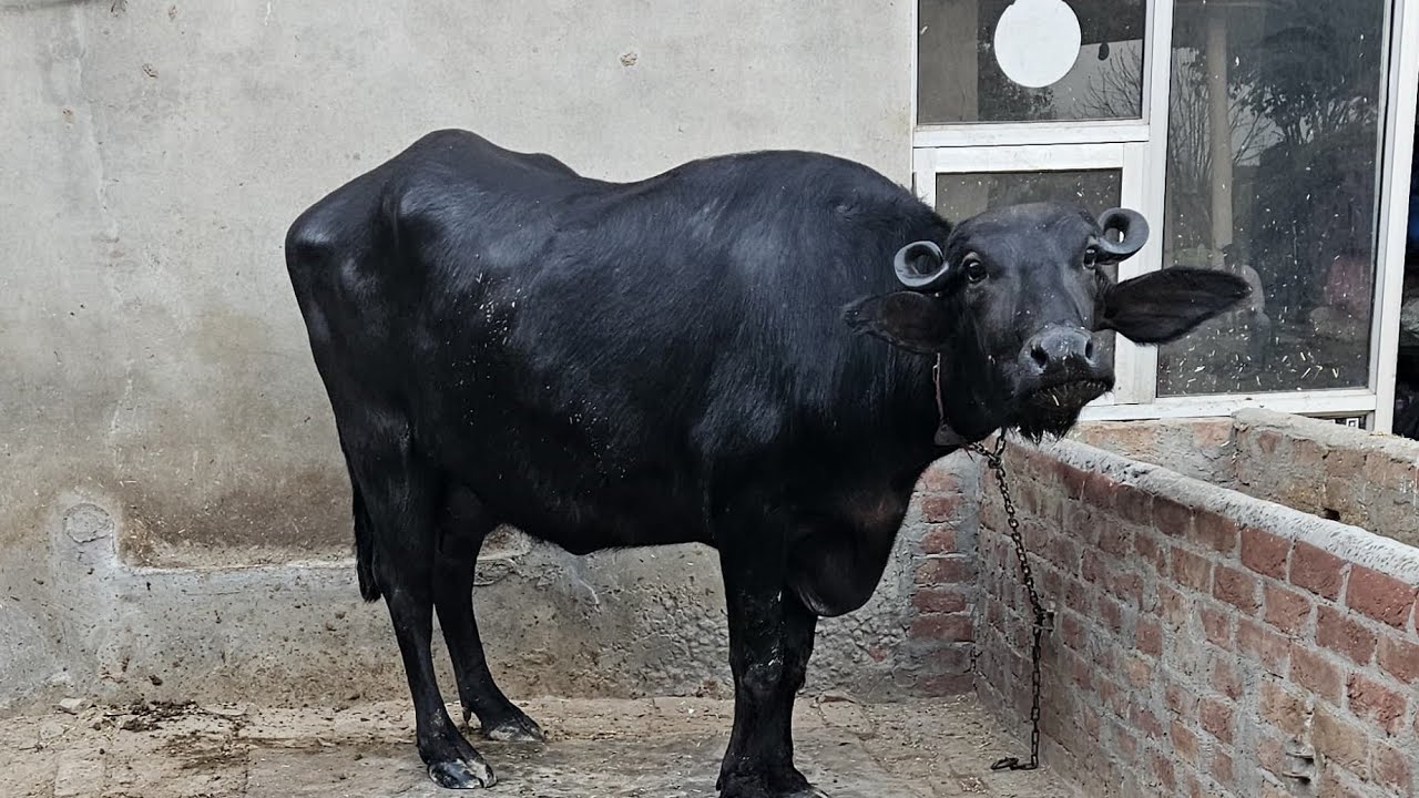 pind laleana dist. Bathinda toh live milking 4 dand jhoti di
