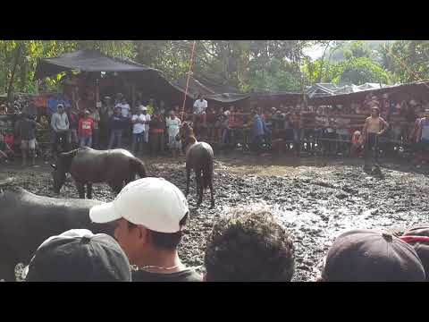 Video: Bay horse. Ang pinakamagandang kabayo