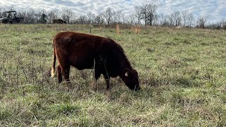 What’s the biggest expense on a cow/calf operation?