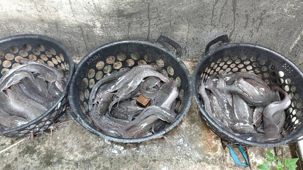 Panen Lele skala kecil Gak PAke Ribet 