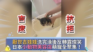 厭世吉娃娃洗澡完後反轉露燦笑日本小動物美容店萌寵全聚集