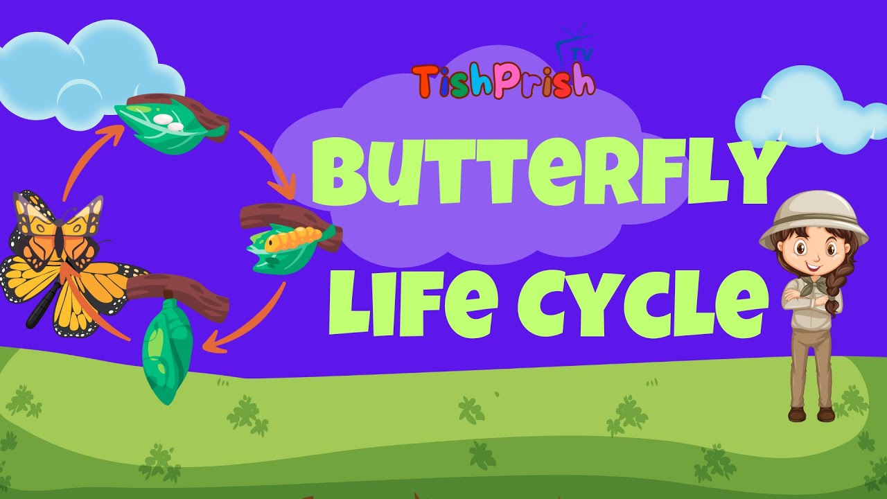 The Life Cycle of a Butterfly 🐛🦋 | Easy Science for Kids! TishPrish ...