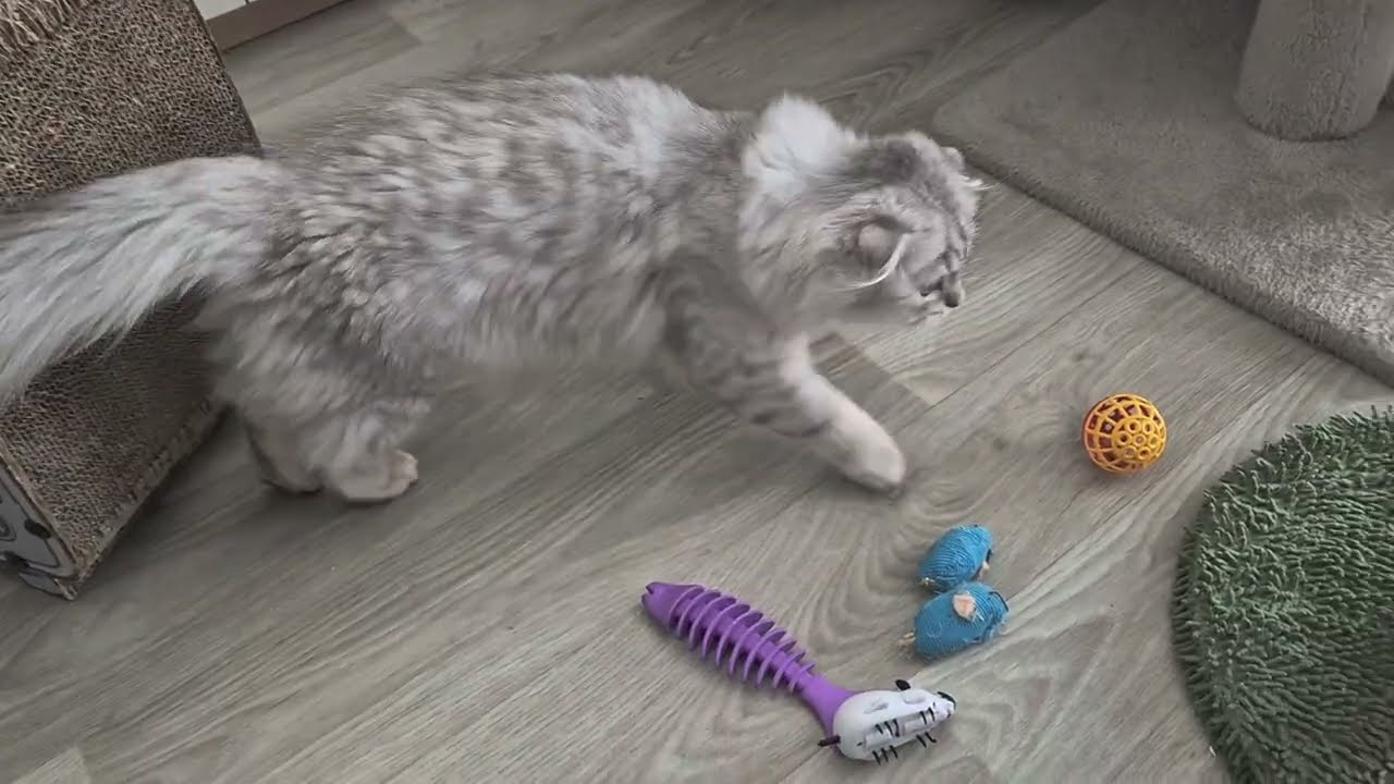 Мышка с двумя хвостами 😊