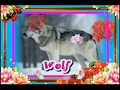 Animal SOUNDS for children to learn - Part 2