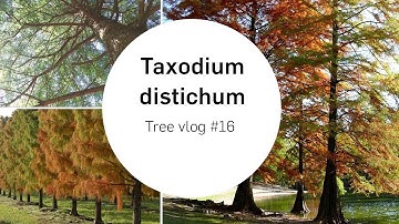 Taxodium (Swamp cypress) | Tree vlog #16
