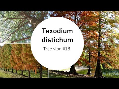 Βίντεο: Taxodium - φυλλοβόλα εφεδρά