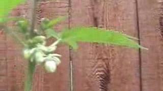 Sexing Youir Plant