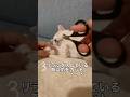 怖がらせない猫の爪切り／触れない猫 #Shorts