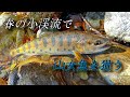 【栃木 渓流ルアー】山女魚に会いたくて2023