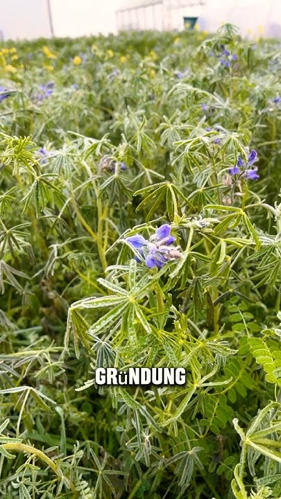 Gründünger im Garten jetzt hat es gefroren YouTube