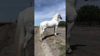 cruce de caballos