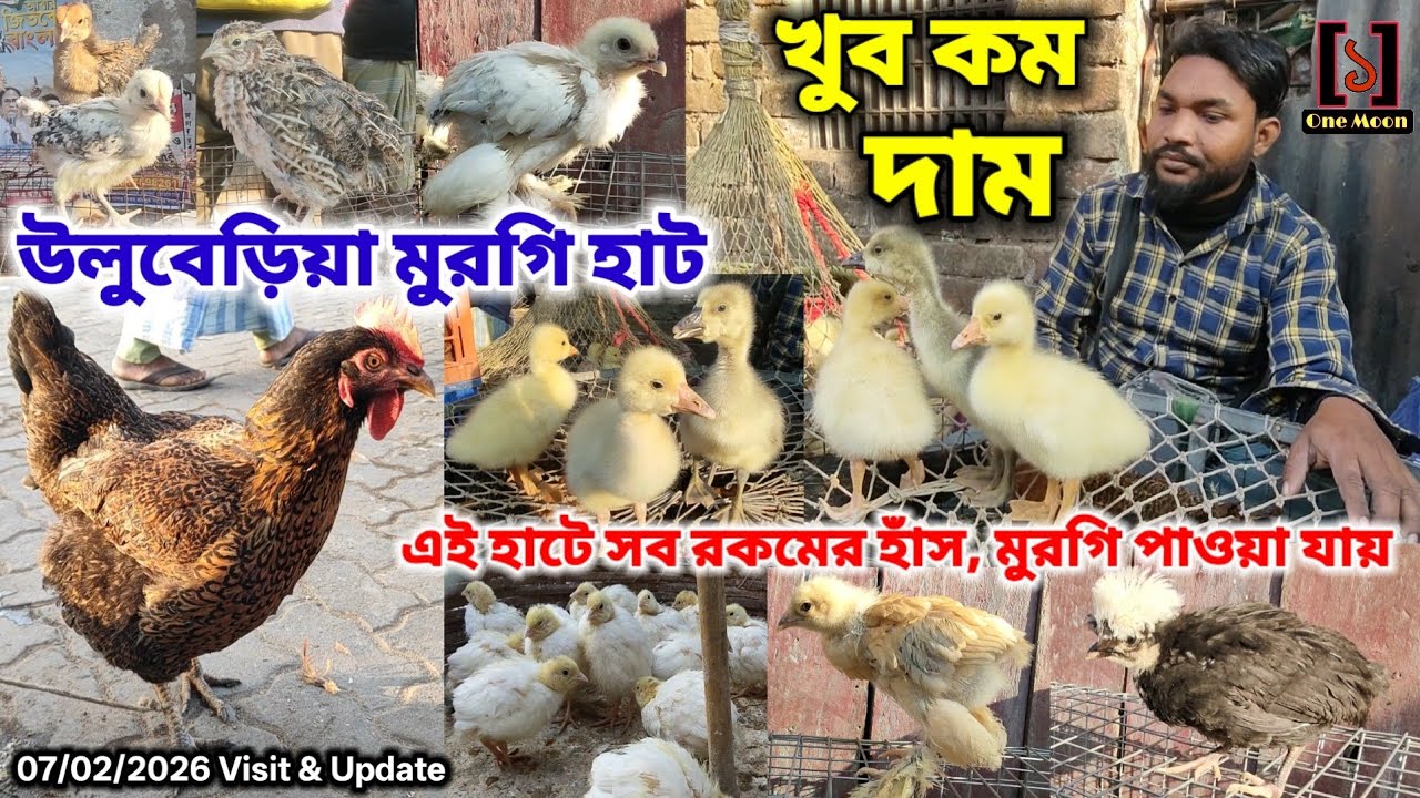 উলুবেড়িয়া মুরগি হাট | Cheapest Pet Market In Kolkata | Uluberia Murgi Market 07/02/2026 Visit 