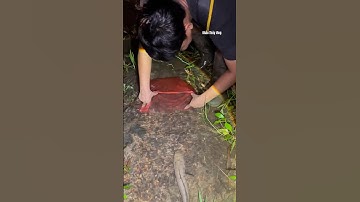 Cá Lớn - bắt Cá Lóc Khủng bằng túi bóng 😱 #khacthuyvlogg