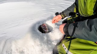 видео: Настоящий МОНСТР вылетел следом за лещом! ОГРОМНОЕ стадо рыбы СБИЛОСЬ возле КОРЯЖНИКА! картинка: Настоящий МОНСТР вылетел следом за лещом! ОГРОМНОЕ стадо рыбы СБИЛОСЬ возле КОРЯЖНИКА!