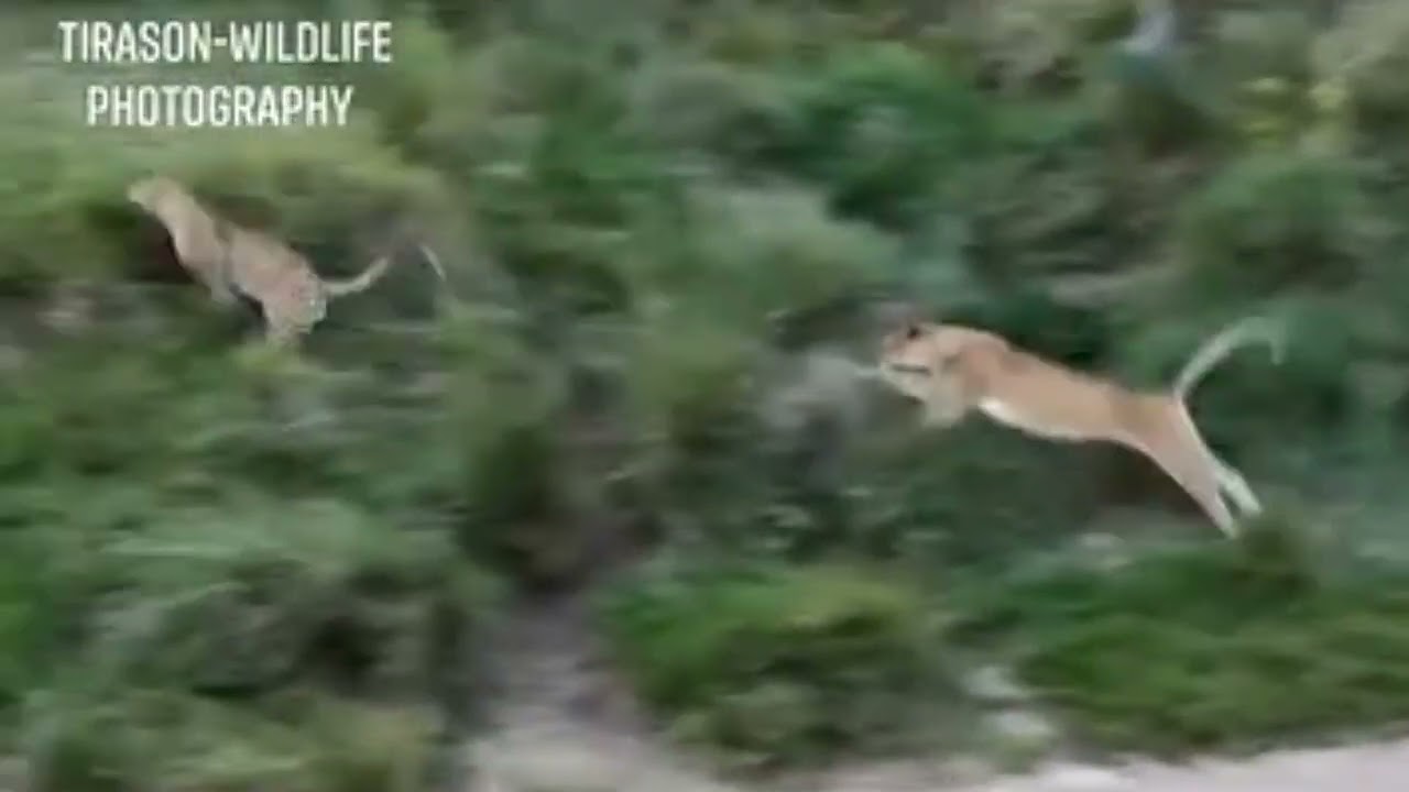 Rekero Lioness Jump towards Leopard | Narrow escape | 8 October 2023