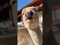 お昼寝中の奈良の鹿さんが可愛すぎる…